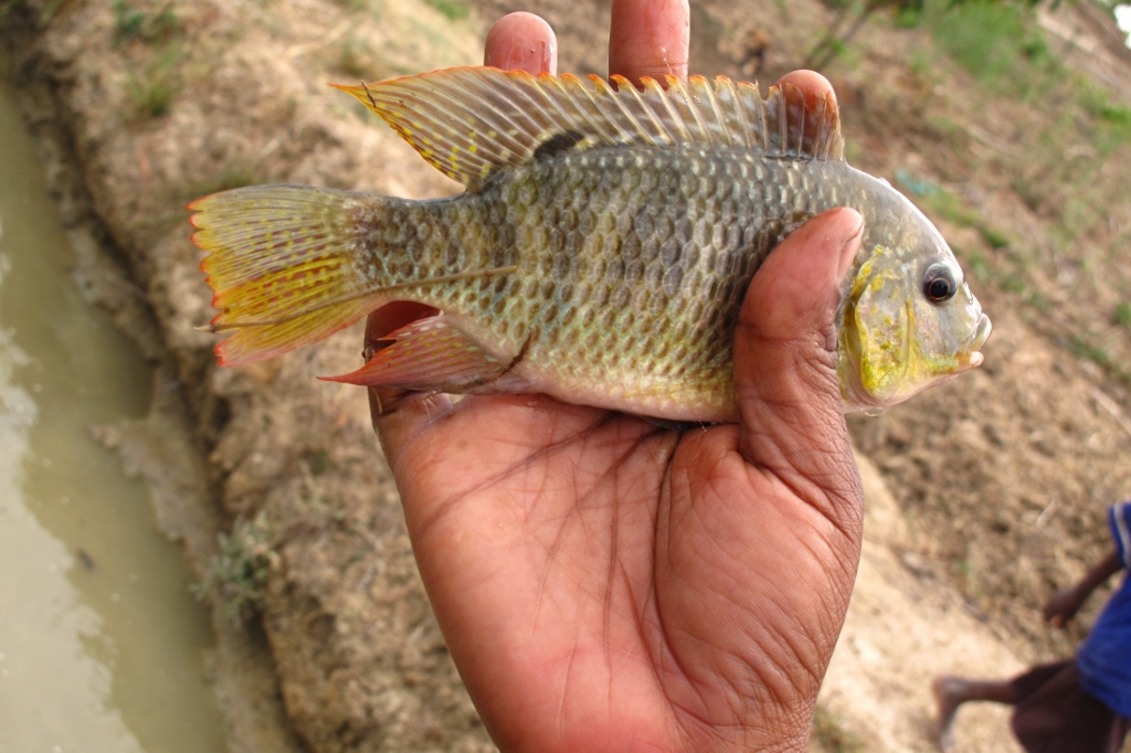 Tilapia fish are providing protein rich food and an income in Malawi